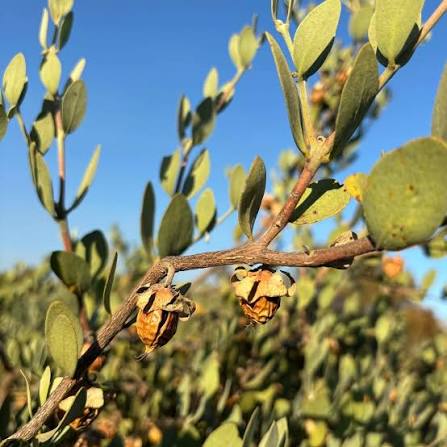 <p>Jojoba / Simmondsia chinensis</p>