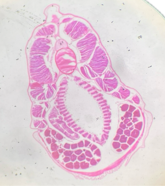 <p>This is a cross section of a _______<br>What Kingdom, Phylum, and Subphylum are these found in?</p>