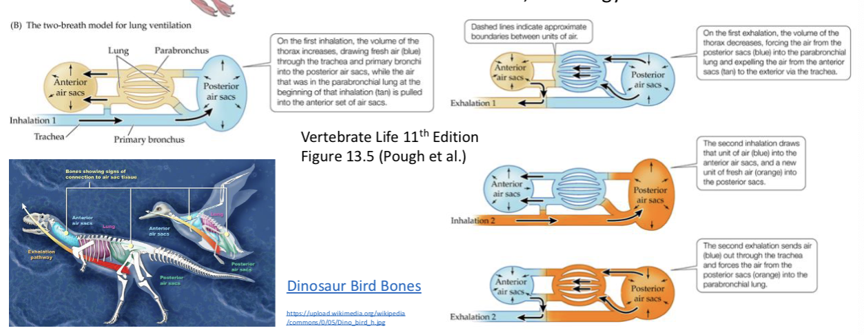 <ul><li><p>Dinos took sauropsid respiratory systems one step further to evolved air sac, extending into hollow bones</p></li><li><p>Living birds need 2 breaths to completely move air in and out of their bodies for energy efficiency </p></li></ul><p></p>