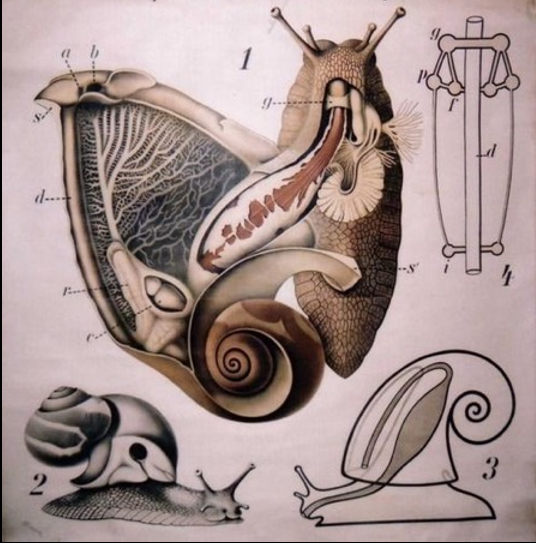 <p>Which phylum, class, subclass, and infraclass does this belong to?</p>