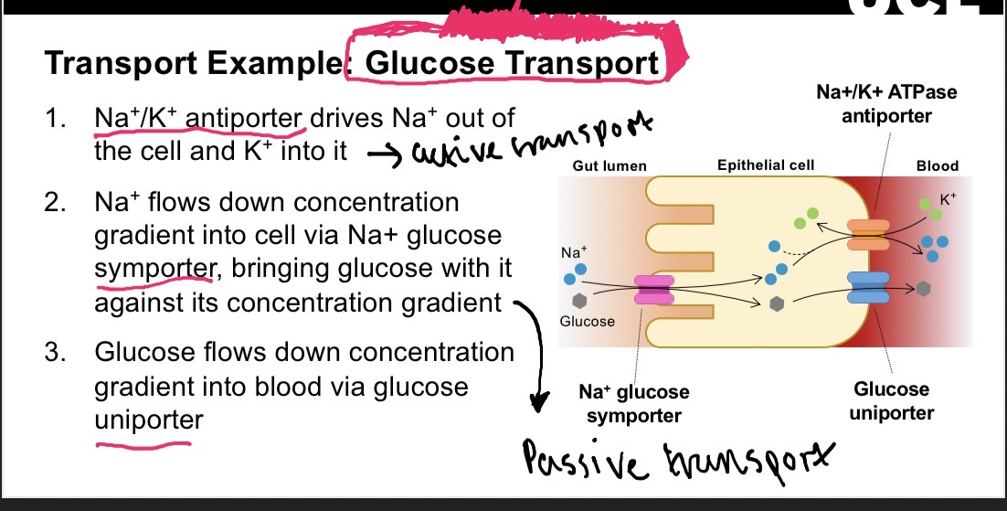 knowt flashcard image