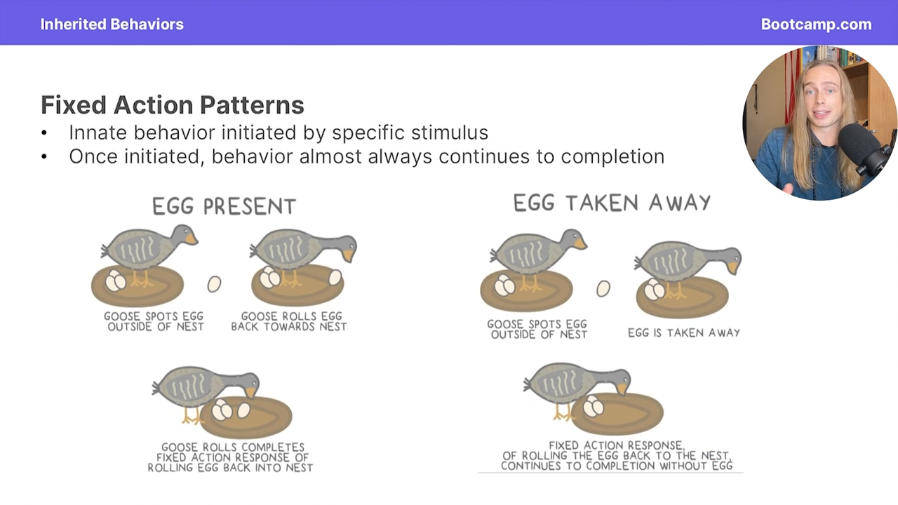 <p>innate behavior initiated by a specific stimulus, and continues to completion even if the stimulus is not there anymore </p>