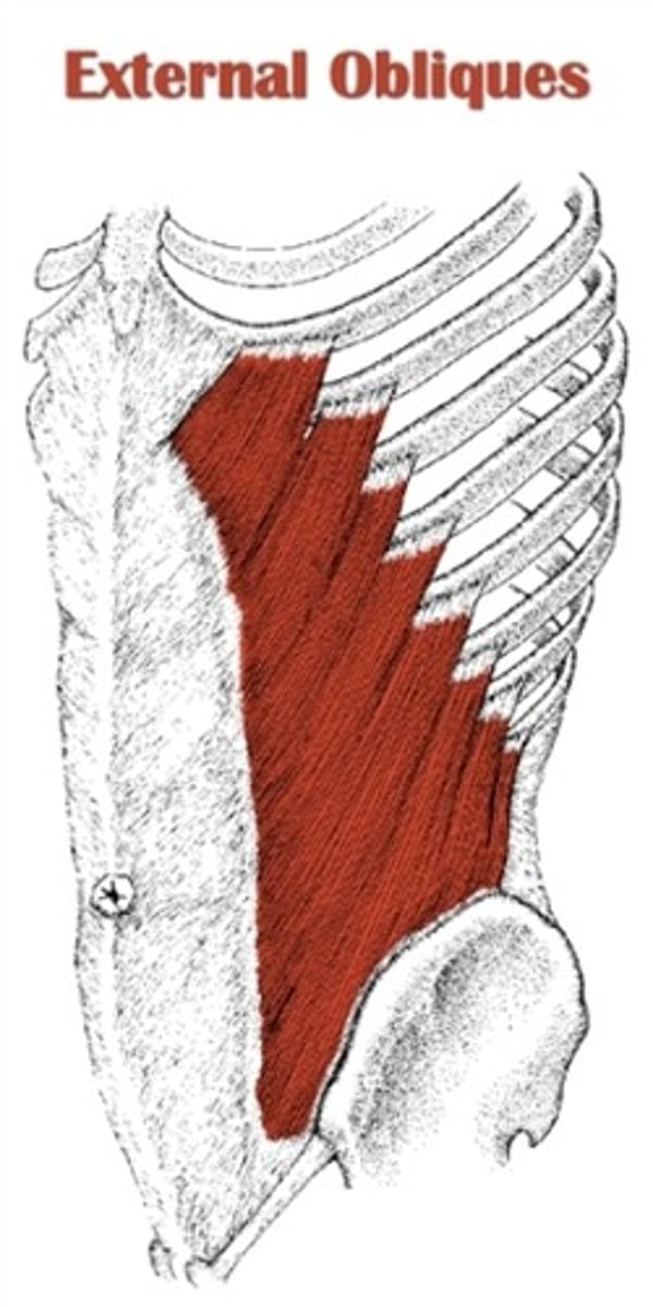<p>lateral lip of iliac crest, aponeurosis ending in midline raphe (linea alba)</p>
