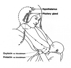 <p>stimulates mammary gland development during pregnancy; increases milk production after birth</p>