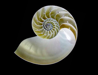<p>What phylum, class, and subclass is this</p>