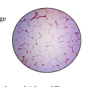 <p>? CT Proper</p>