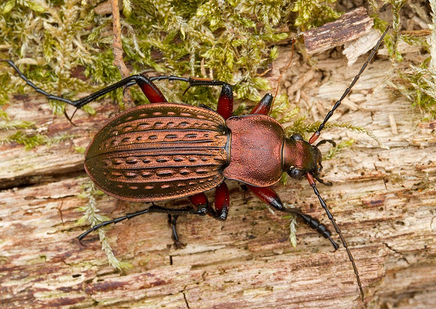 <p></p><p>rad:</p><p>druh:</p>