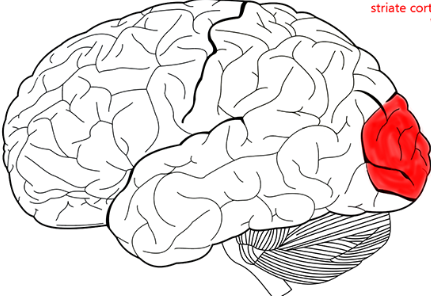 <p>A part of the cortex responsible for processing visual information.</p>