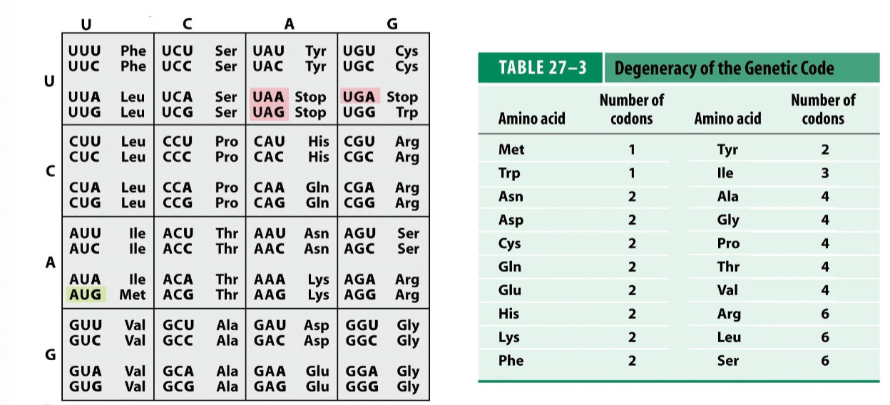 <ul><li><p>a triplet of nucleotides on the mRNA coding for an amino acid</p></li><li><p>there are 64 codons coding for 20 amino acids and 1 stop signal (proteins are typically composed of 20 a.a’s)</p></li><li><p>b/c there are more combinations (64) than coded elements (21), the genetic code is considered to be redundant (degenerate)</p></li><li><p>therefore, several amino acids are encoded by multiple codons</p></li><li><p>some tRNAs can recognize more than 1 codon</p></li></ul><p></p>
