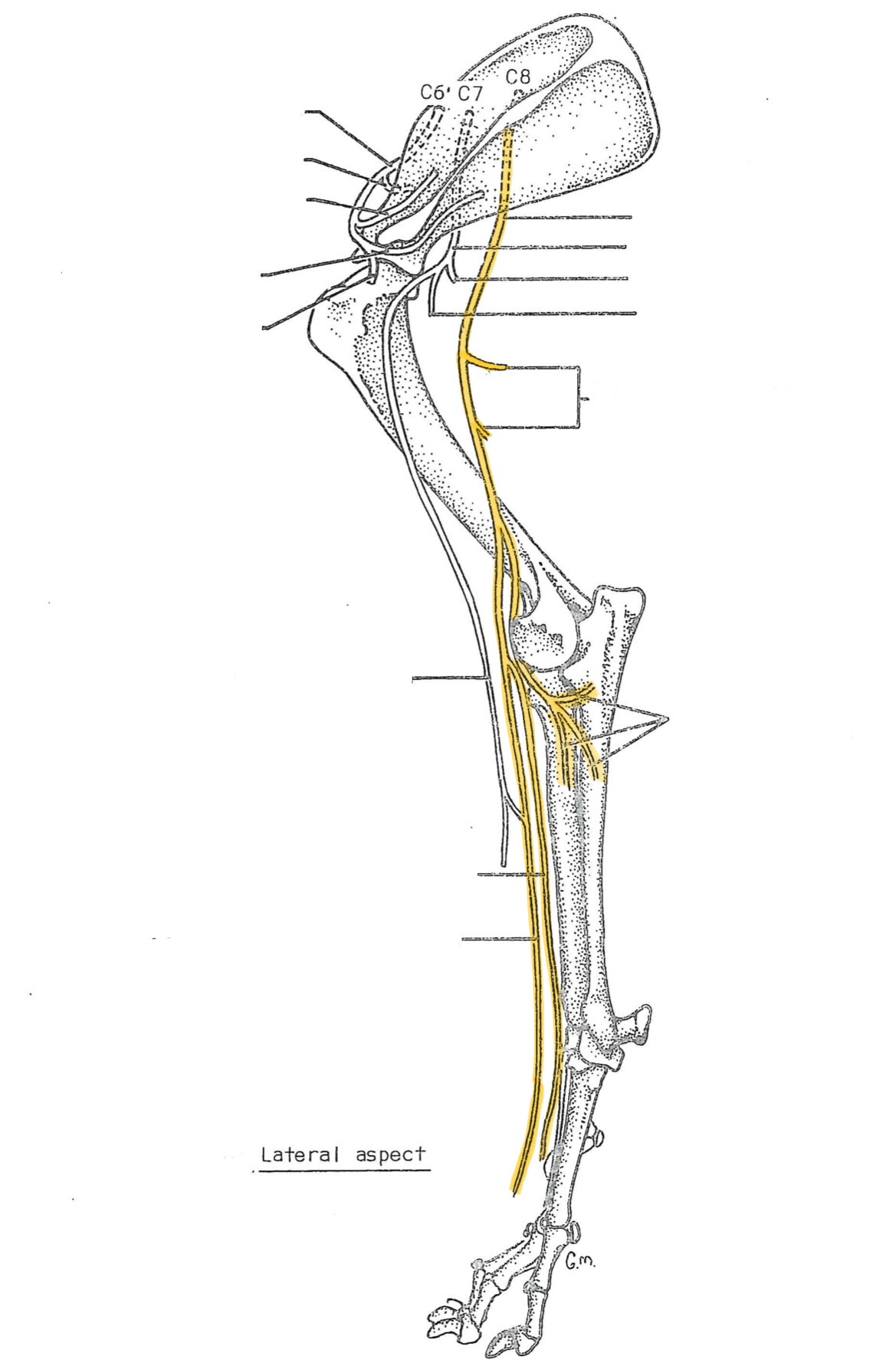 <p>originates from C7-T1</p><p>innervates:</p><ul><li><p>tricep (elbow extensor)</p></li></ul><ul><li><p>carpus &amp; digit extensors (deep branch)</p><ul><li><p>extensor carpi radialis</p></li><li><p>common digital extensor</p></li><li><p>lateral digital extensor</p></li><li><p>ulnaris lateralis</p></li></ul></li><li><p>skin of the cranial &amp; lateral antebrachium &amp; dorsal paw (superficial branch)</p></li></ul><p></p>