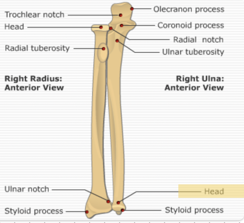 <p><span>The <strong>head of the ulna</strong>.</span></p>