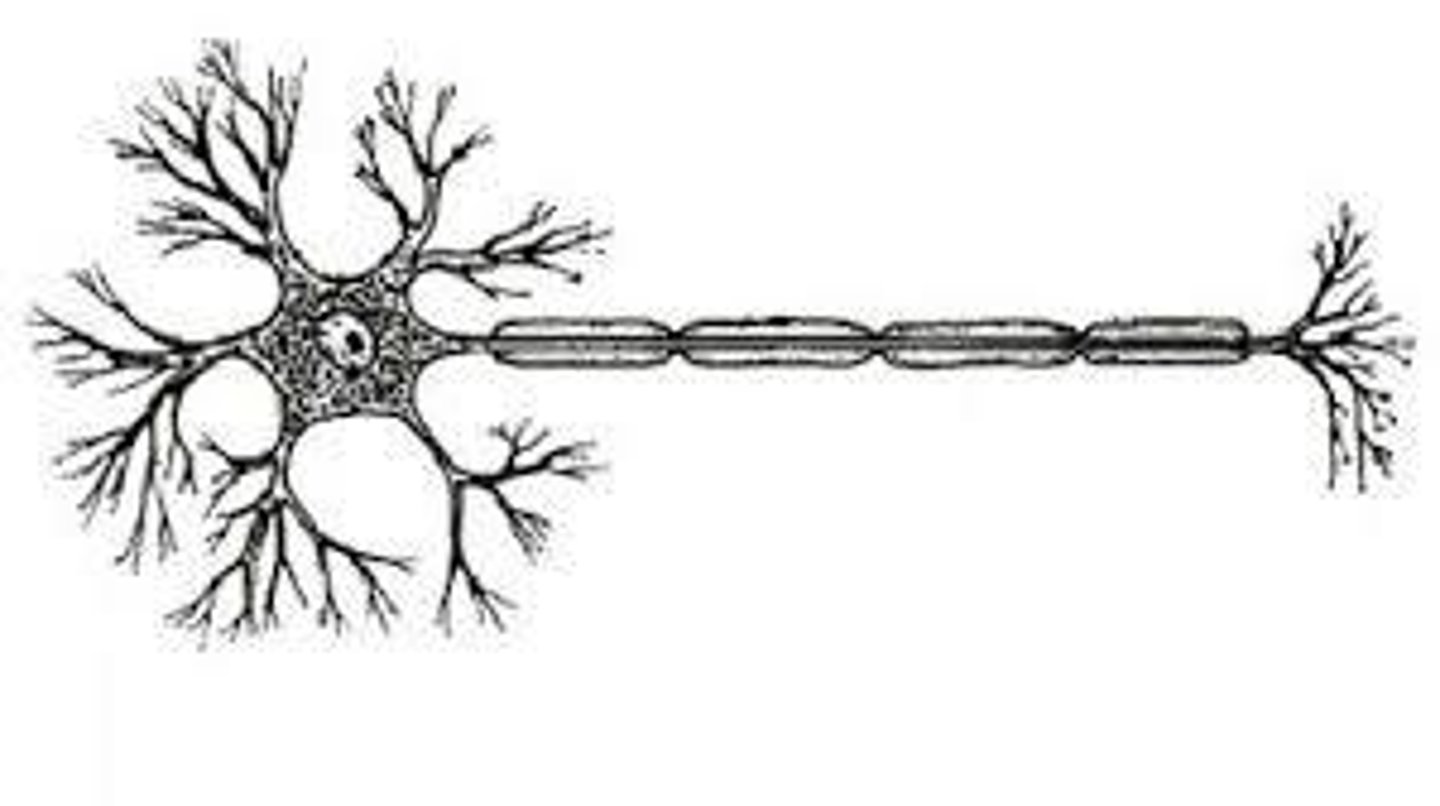 <p>Mạch não, Cấu trúc kết nối của não bộ</p><p>ex: Children's brain wiring develops rapidly during the first few years of life.</p><p>Các kết nối thần kinh của trẻ phát triển rất nhanh trong những năm đầu đời.</p>