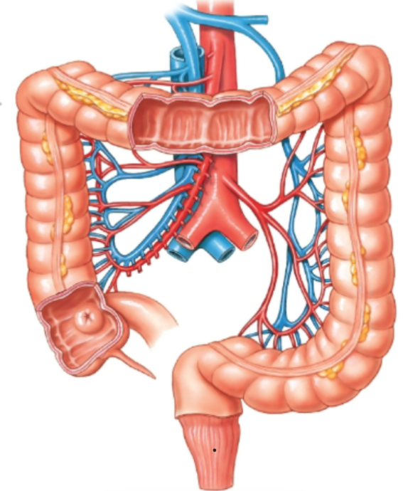 knowt flashcard image