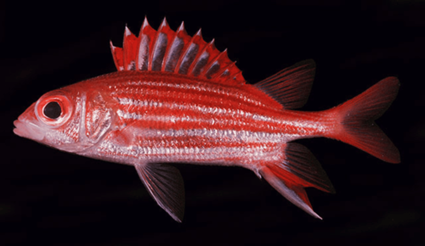 <p>Sargocentron microstoma</p>