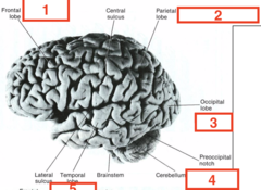 <p>What is 5 responsible for?</p>