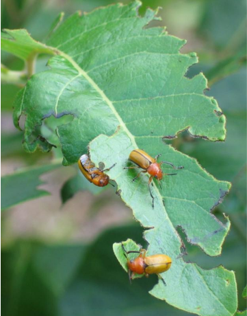 <p>A herbivore eats parts of a plant or alga</p>
