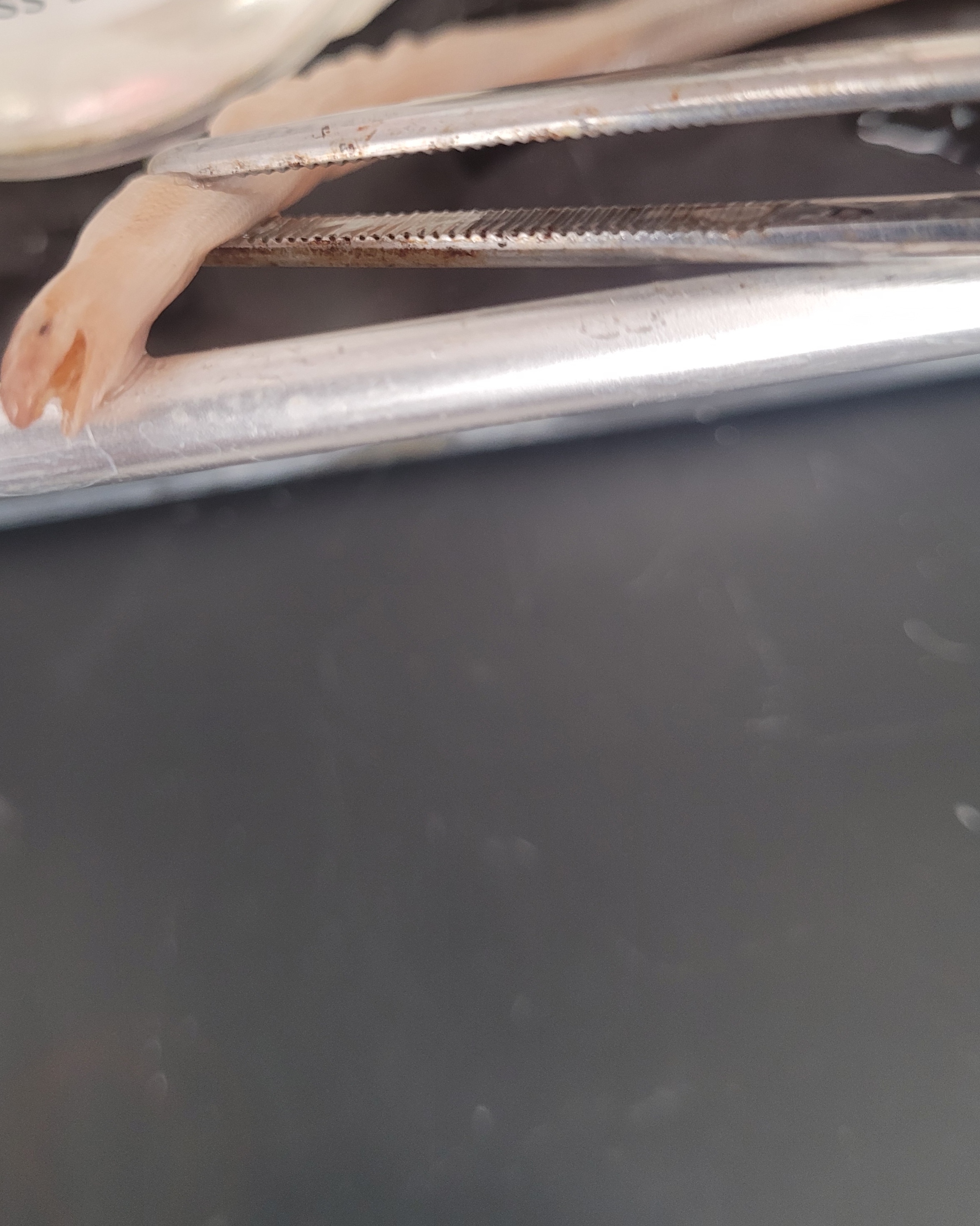 <p>What species is this</p>