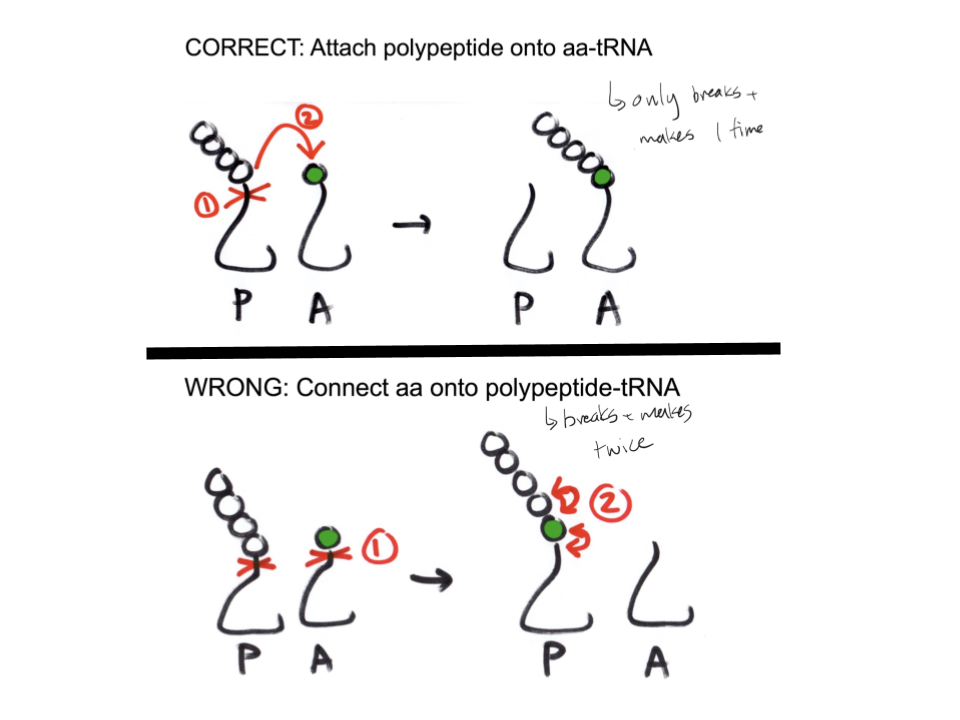 <p>Shifting the polypeptide onto the new amino acid allows for one cut (polypeptide chain from tRNA) and one connection (chain onto new aa), which is more energetically simplistic. Otherwise, it would be required to cut the chain off the polypeptide tRNA, cut the new amino acid from the aa-tRNA, and then connecting the new amino acid to both the polypeptide tRNA and the polypeptide chain. This is 2 breaks and 2 connections, which requires much more energy and is not desired</p>