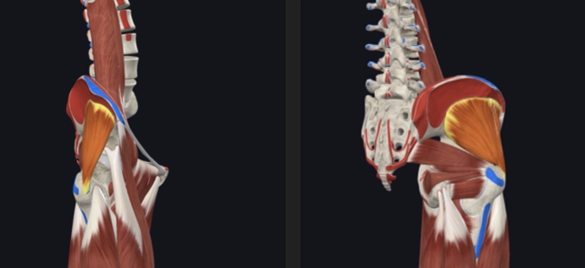 <p>Superficial Gluteal Region</p>