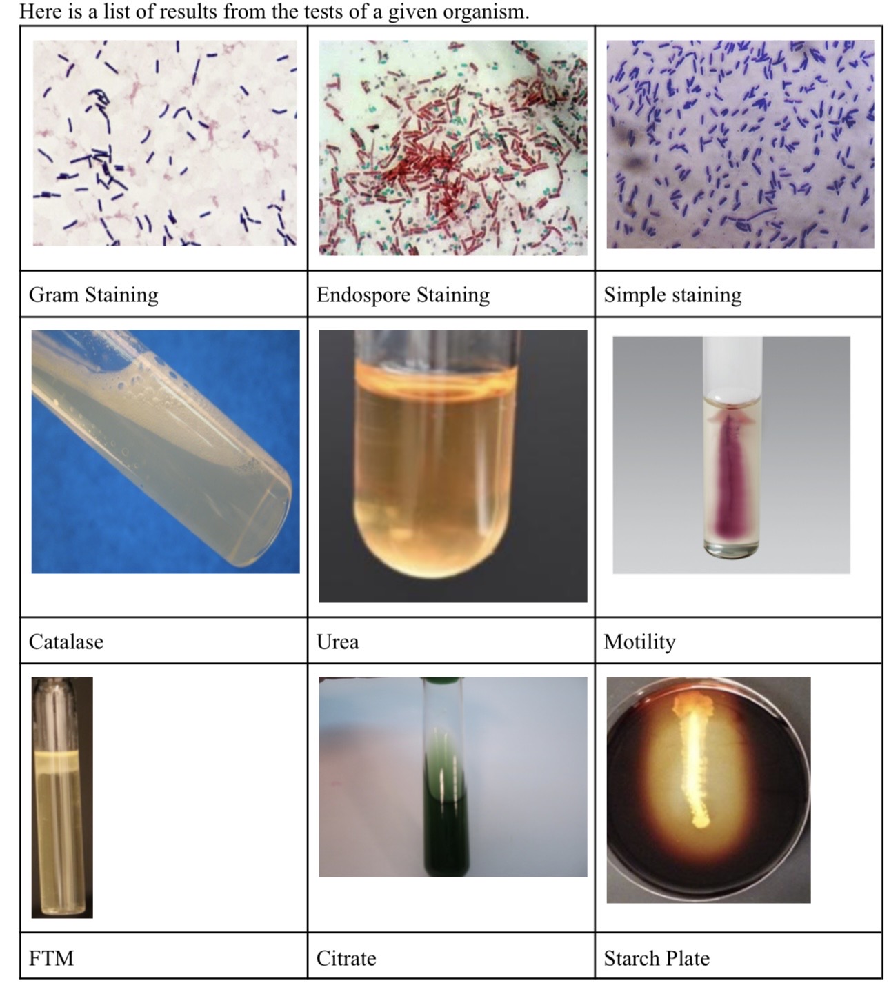 <p>Describe below using the images what kind of organism this is from its characteristics.</p>