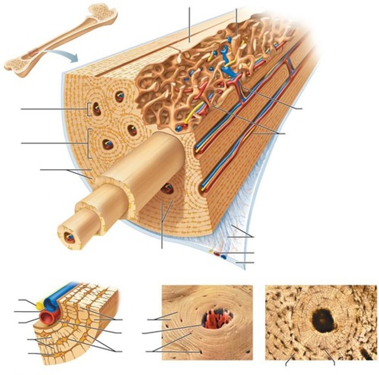 <p>It contains blood vessels and nerve fibers.</p>