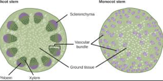 <p>Vascular bundles are _________ in Monocots</p>