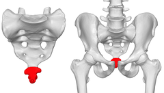 <p>Formed by 4 fused coccygeal vertebrae, "tail bone"</p>