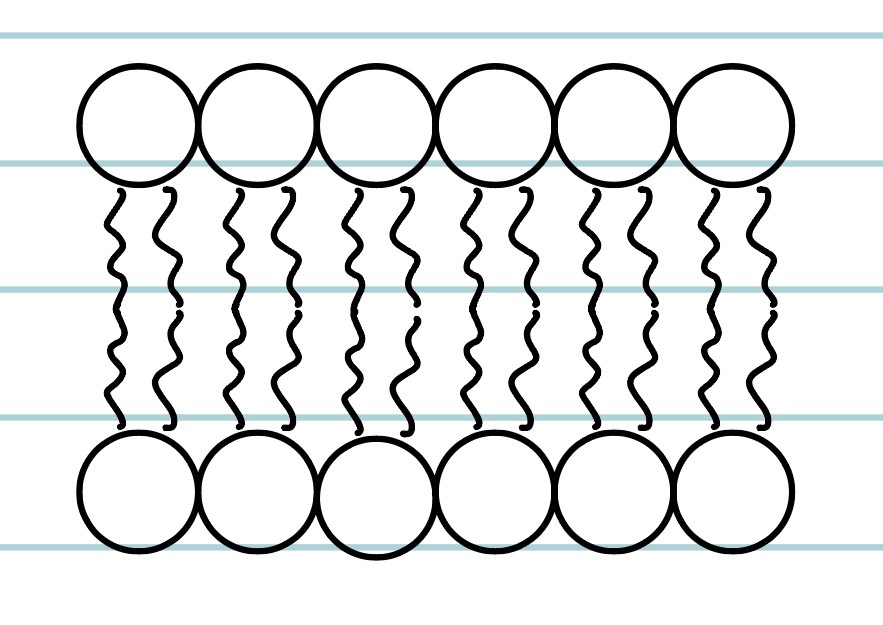 <ul><li><p>Hydrophilic heads face outward toward the watery regions</p></li></ul><ul><li><p>Hydrophobic tails face towards each other. Towards inside with no water.</p></li></ul><p></p>