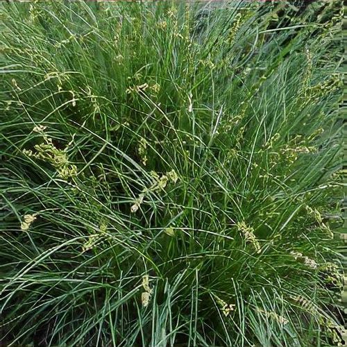 <p>Fine leaves in loose tussock, fruits spread, short needly bract</p>
