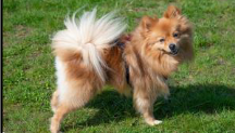 <p>Feathery fluffy (Tail)</p>