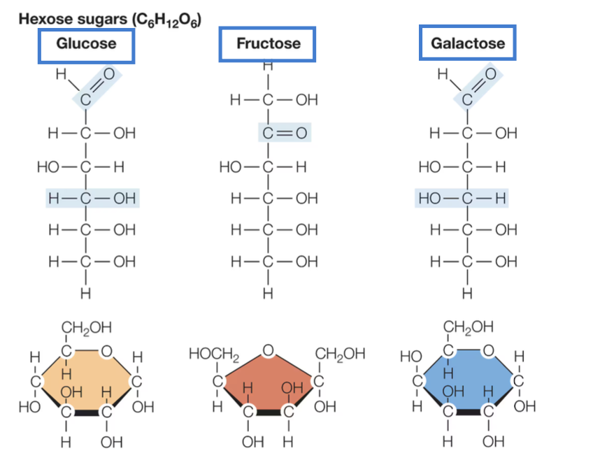 <ul><li><p><span style="color: blue;"><strong>monosaccharide</strong></span> is one sugar unit</p></li><li><p>glucose, fructose, and galactose</p></li><li><p>glucose is the most abundant monosaccharide</p><ul><li><p>key fuel source for brain cells, nervous system, and RBCs</p></li></ul></li></ul><p></p>