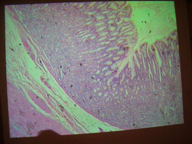<p>Identify?</p><p>Lab Image 7-20</p>