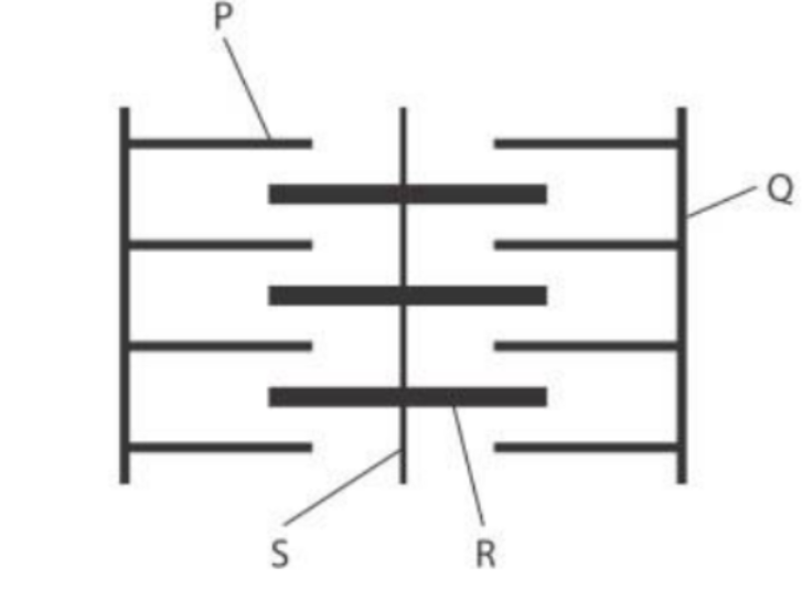 <p>P = I band (where only thin actin present)</p><p><br>Q = Z- line <br></p><p>R = H band (where only thick myosin is present)<br></p><p>S = M line</p>