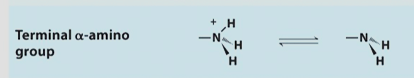 <p>Terminal alpha-amino group</p>