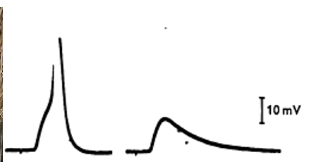 <p><span style="font-family: "Helvetica Light";"><em><u>tubocurarine</u></em> is commonly used to limit the size of the muscle cell’s response below threshold.</span></p>
