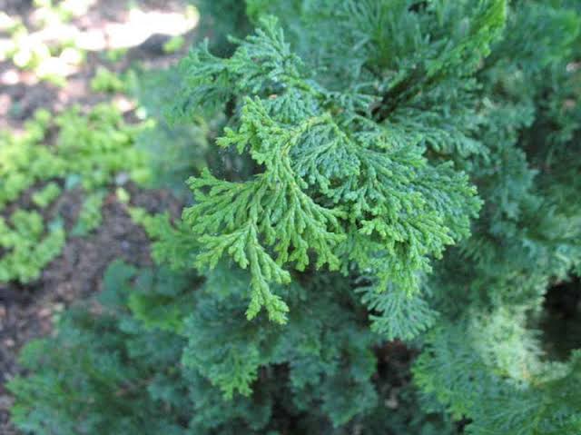 <p>Dance, spire, like evergreen stands, choking out, sunlight, characteristic of acidic South Jersey/Pine Barrens, Boggs</p>
