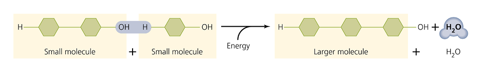 <p>Water molecule formed (removed)</p><ul><li><p>anabolic, energy required rxn</p></li></ul><p></p>