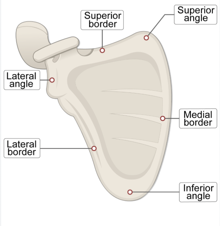 <ul><li><p><span>Superior angle</span></p></li><li><p><span>Inferior angle</span></p></li><li><p><span>Lateral angle (head of the scapula)</span></p></li></ul><p></p>
