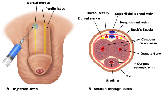 <p>corpora cavernosa</p>