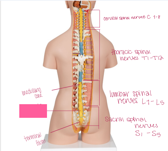 <p>What is being shown? </p>