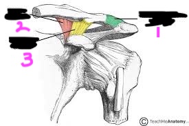 <p>label this diagram of the acromioclavicular joint ligaments</p>