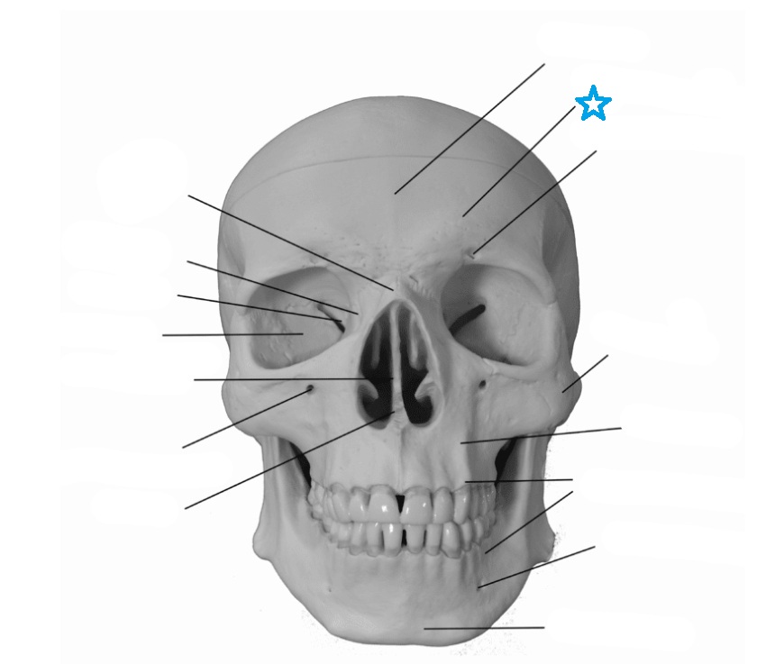 <p>Identify this bone feature labeled by the blue star and define its anatomical purpose.</p>