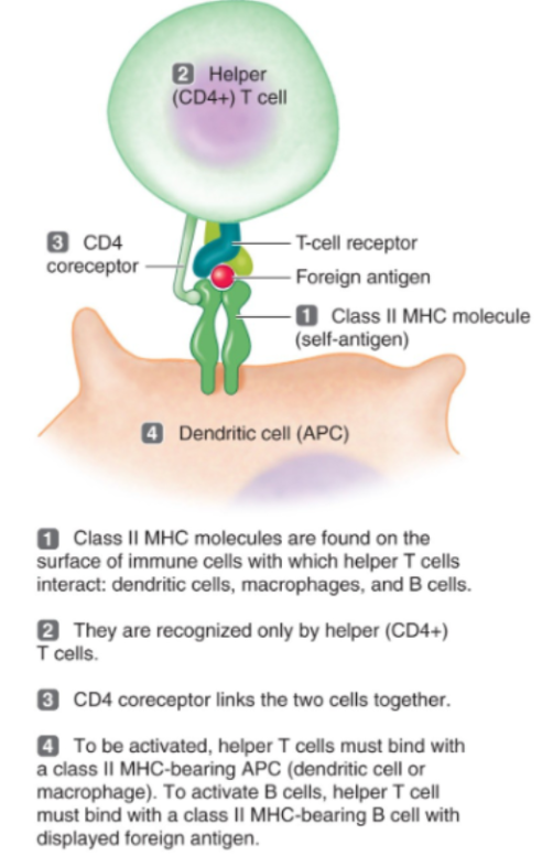 <p><span style="background-color: transparent;">Most common T cells.</span></p><ul><li><p><span style="background-color: transparent;">They activate B cells</span></p></li><li><p><span style="background-color: transparent;">Activate cytotoxic T cells</span></p></li><li><p><span style="background-color: transparent;">Activate macrophages</span></p></li><li><p><span style="background-color: transparent;">Release cytokines (ex: IL-2)</span></p></li></ul><p><span style="background-color: transparent;">They basically coordinate the entire adaptive immune response./</span></p>