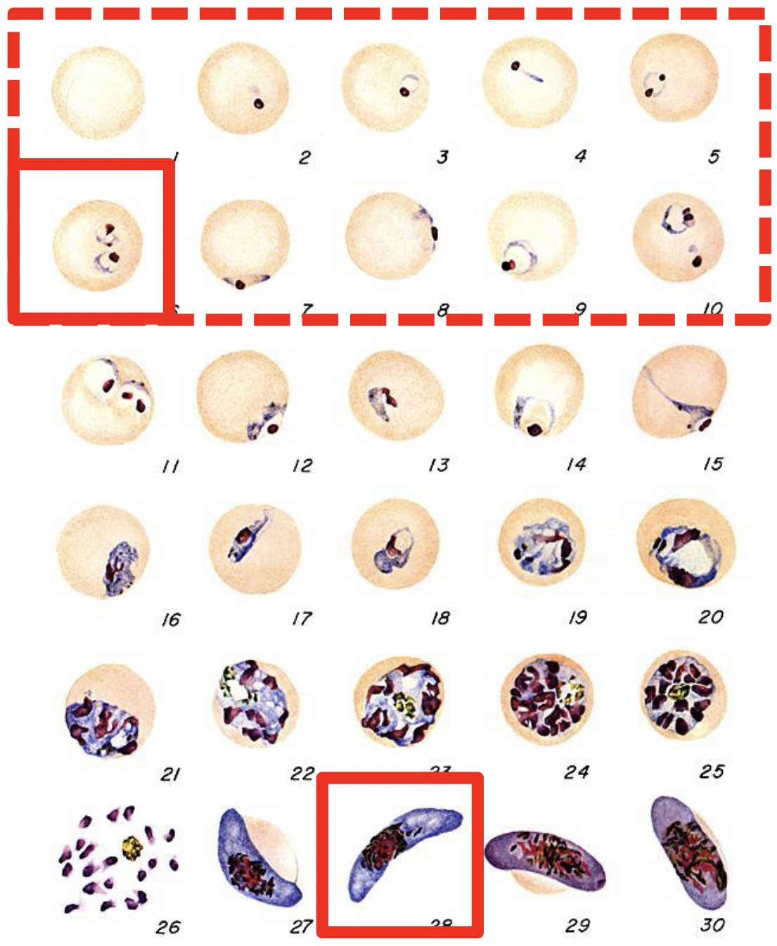 <p>Only rings observed<br>Banana-shaped gametocyte<br>16-32 merozoites</p>
