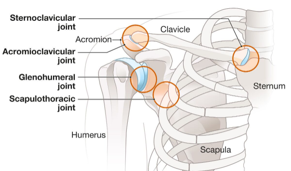 <p>A synovial saddle joint formed between the proximal end of the clavicle, the clavicular notch of the manubrium of the sternum, and the first costal cartilage.</p>