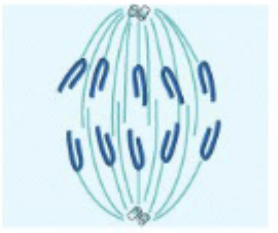 <ul><li><p>All metaphase plate chromosomes split synchronously</p></li><li><p>The chromosomes (formerly sister chromatids) begin to migrate poleward</p><ul><li><p>accompanied by shortening of microtubules attached to kinetochore</p></li></ul></li><li><p>Chromosomes move at ~1 μm/min</p></li><li><p>2 types of movement: movement of chromosomes toward poles and the 2 spindle poles move farther apart</p></li></ul><p></p>