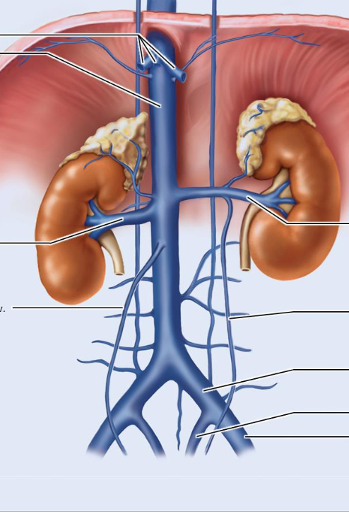 <p>what are the major veins of abdomic/pelvic area</p>