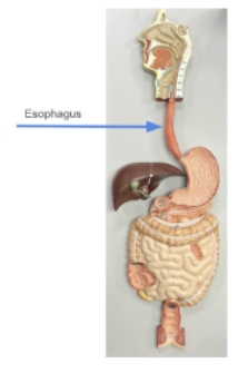 <p>esophagus</p>