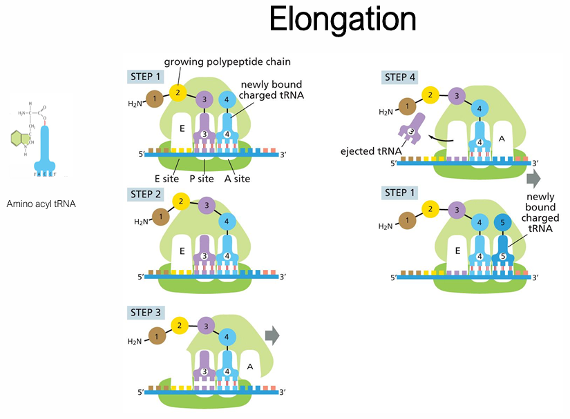 <ol><li><p>The pp chain is attached to the P-site tRNA</p></li></ol><p></p><ol start="2"><li><p>Charged aminoacyl-tRNA enters the <strong>A site</strong> (codon–anticodon matching + <span>by elongation factor EF-Tu + GTP</span>)</p></li></ol><ul><li><p><span>GTP hydrolysis acts as a proofreading check before the tRNA is locked in</span></p></li></ul><p></p><ol start="3"><li><p>Peptide bond formation (peptidyl transfer): the growing chain transfers from P-site tRNA to A-site (<strong>peptidyl transferase = </strong><span><strong>a ribozyme — made of rRNA</strong>, </span>activity of 23S/28S rRNA) </p></li></ol><ul><li><p><span>The P-site tRNA is now 'deacylated' (empty)</span></p></li></ul><p></p><ol start="4"><li><p>Translocation: ribosome shifts one codon in the 5′ ==> 3′ direction — A-site tRNA moves to P, P-site tRNA moves to E</p></li></ol><p></p><ol start="5"><li><p>E-site tRNA exits, <span>will be recycled — picked up by aminoacyl-tRNA</span></p></li></ol><p></p>