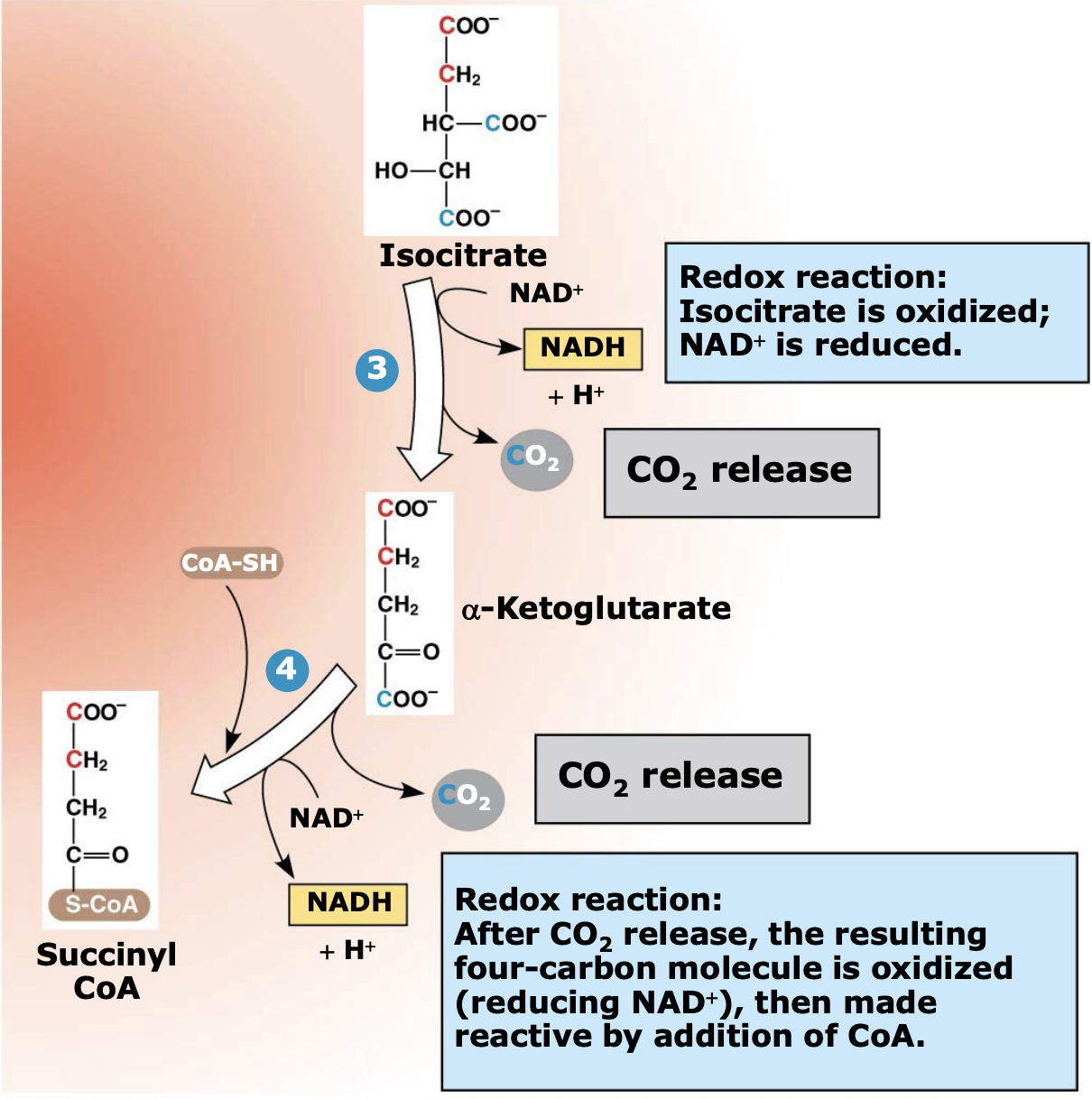 <p>Succinyl-CoA is a <strong>high-energy intermediate</strong> formed when α-ketoglutarate combines with CoA-SH. The stored energy in this compound is later used to help <strong>produce ATP in the next step of the cycle</strong>.</p>